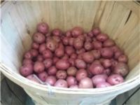 Potato, Red Bliss
